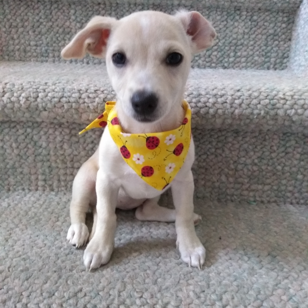 NWOT Dogs bandana new medium